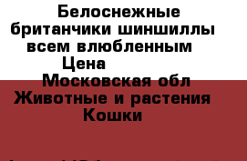  Белоснежные британчики шиншиллы - всем влюбленным  › Цена ­ 25 000 - Московская обл. Животные и растения » Кошки   